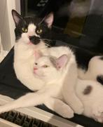 Peterbald kruising, Dieren en Toebehoren, Meerdere dieren, Gechipt, 0 tot 2 jaar
