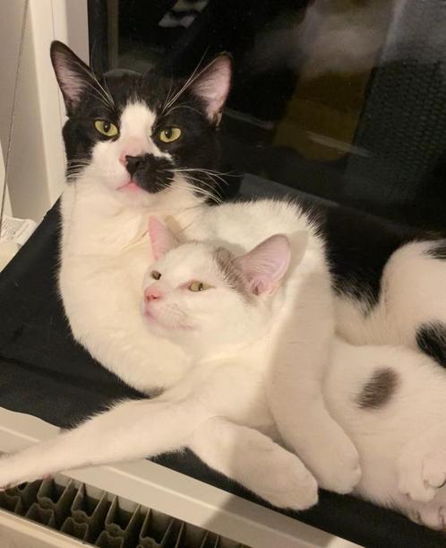 Peterbald kruising, Dieren en Toebehoren, Katten en Kittens | Raskatten | Korthaar, Meerdere dieren, 0 tot 2 jaar, Gechipt, Ontwormd
