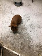 Nieuwzeelander x carlifornier dekram 2025, Mannelijk, Middelgroot, 0 tot 2 jaar