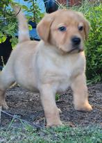 blonde labrador pups, CDV (hondenziekte), 8 tot 15 weken, Labrador retriever, Meerdere