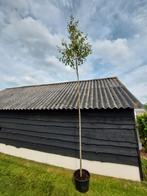 Amelanchier lamarckii krentenboom, Tuin en Terras, Ophalen of Verzenden