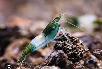 Groene/ green rili garnaal beschikbaar voor biedingen