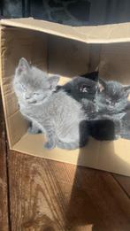 Te koop, kittens, Dieren en Toebehoren, Katten en Kittens | Overige Katten, Meerdere dieren, Kortharig, 0 tot 2 jaar