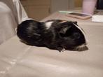 Mooie jonge cavia., Dieren en Toebehoren, Knaagdieren, Cavia, Mannelijk, December, Tam