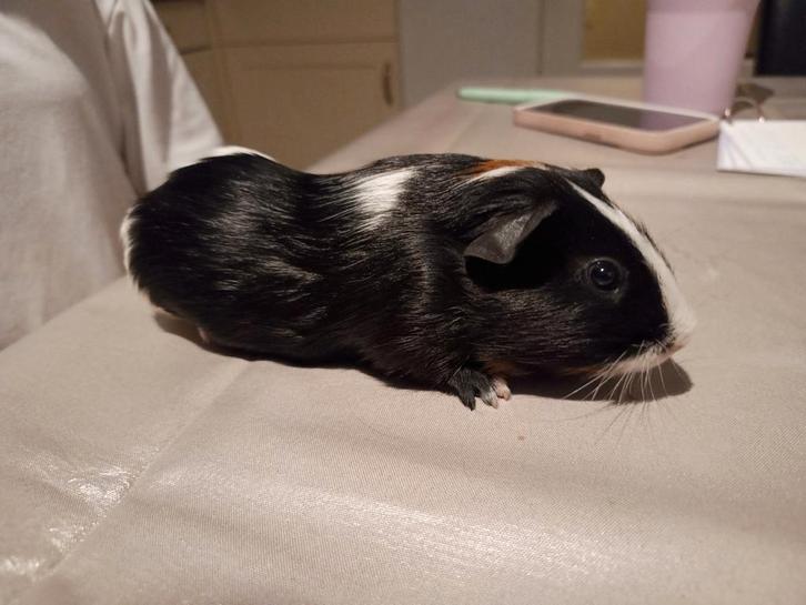 Mooie jonge cavia., Dieren en Toebehoren, Knaagdieren, Mannelijk, Cavia, December, Tam