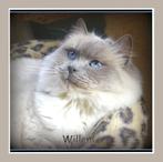prachtige ragdoll katers ter dekking: seal +blue point +mink