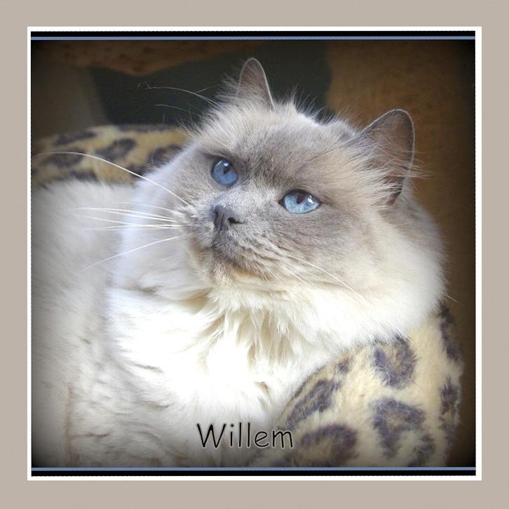 prachtige ragdoll katers ter dekking: seal +blue point +mink, Dieren en Toebehoren, Katten en Kittens | Dekkaters