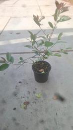 photinia red robin ook wel de glansmispel genoemd 40/60 cm, Ophalen of Verzenden, Overige soorten, Minder dan 100 cm