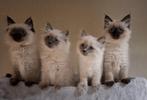 Siberische Neva Masquerade kittens met stamboom, Dieren en Toebehoren, Katten en Kittens | Raskatten | Langhaar, Poes, Gechipt