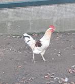 Gratis jonge haan, Dieren en Toebehoren, Mannelijk, Kip