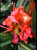 Hedychium greeni, Overige soorten, Vaste plant, Ophalen of Verzenden, Halfschaduw