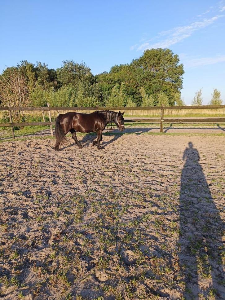 Fell pony, Dieren en Toebehoren, Paarden, Merrie, 11 jaar of ouder, Recreatiepaard