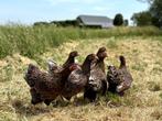 Wyandotte kriel kippen goudblauw gezoomd gesekst + ingeënt, Vrouwelijk, Kip