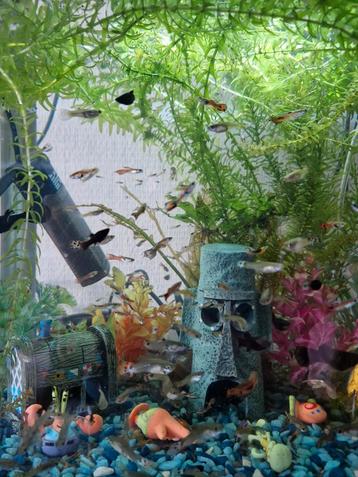 Guppies beschikbaar voor biedingen