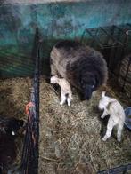 Schaap met lammeren, Meerdere dieren, Groot