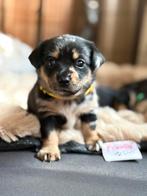 Prachtige kruising dwergkees/teckel  pups, Rabiës (hondsdolheid), 8 tot 15 weken, Teef, Meerdere