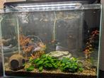 Aquarium + vissen en toebehoren, Ophalen, Gebruikt, Gevuld zoetwateraquarium
