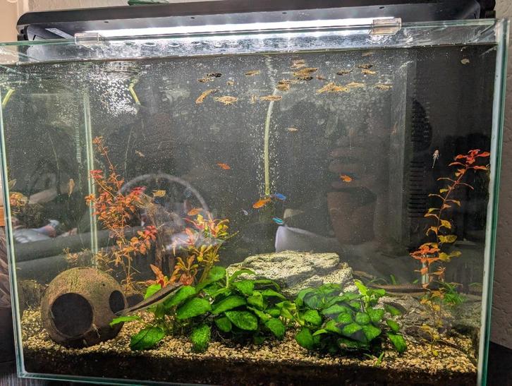 Aquarium + vissen en toebehoren, Dieren en Toebehoren, Vissen | Aquaria en Toebehoren, Gebruikt, Gevuld zoetwateraquarium, Ophalen