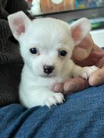 Chihuahua pup raszuiver te koop, Dieren en Toebehoren, Reu, 8 tot 15 weken, CDV (hondenziekte), Eén hond