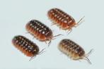 Armadillidium klugii "Mix", Dieren en Toebehoren, Insecten en Spinnen, Overige soorten