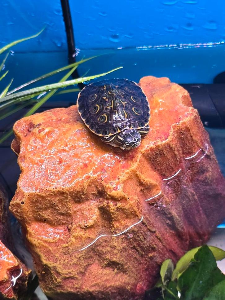 Jonge Trachemys venusta