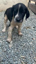 Pup 1, Dieren en Toebehoren, Particulier, Rabiës (hondsdolheid), 15 weken tot 1 jaar, Reu