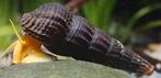 Tylomelania yellow slakken., Dieren en Toebehoren, Vissen | Aquariumvissen, Slak of Weekdier, Zoetwatervis