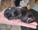 Mini Pomeranian pups, Dieren en Toebehoren, Honden | Chihuahua's en Gezelschapshonden, Overige rassen, 8 tot 15 weken, Meerdere