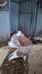 Gelderse slenk, Meerdere dieren, Overige soorten