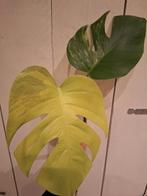 Monstera aurea kopstek, Huis en Inrichting, Ophalen of Verzenden, Halfschaduw, Minder dan 100 cm