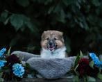 5 knappe pups! Nog 1 over!, Dieren en Toebehoren, 8 tot 15 weken, Collie, Geslacht onbekend, Meerdere