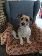 Dag- en Vakantieopvang voor honden, Diensten en Vakmensen, Dieren | Honden | Verzorging, Oppas en Les, Pension of Dagopvang