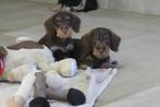 Ruwhaar dwerg Teckel pups reutjes, Dieren en Toebehoren, Honden | Teckels en Dashonden, Nederland, CDV (hondenziekte), 8 tot 15 weken