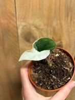 Alocasia platinum variegata albo white wit plant, Ophalen of Verzenden, Halfschaduw, Minder dan 100 cm