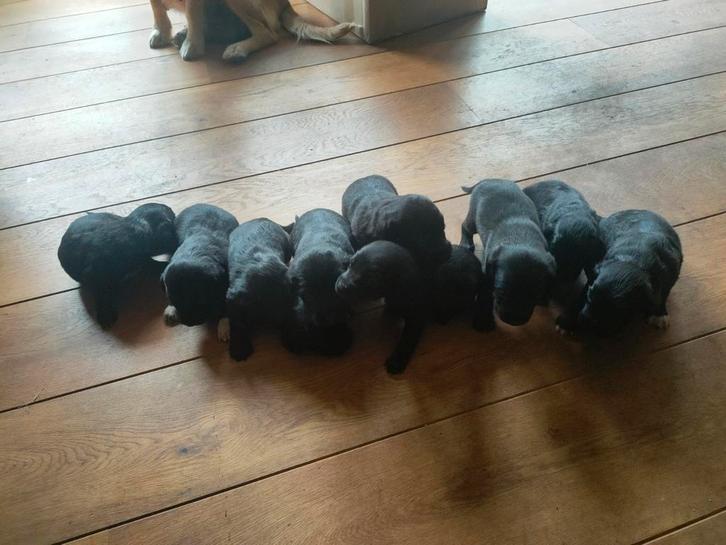 Pups 8-15 weken, Dieren en Toebehoren, Honden | Niet-rashonden, Middel, Meerdere dieren, Particulier, Meerdere, Nederland, 8 tot 15 weken