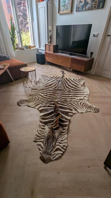 Zebrahuid vloerkleed Burchell zebra 260 x 150 cm beschikbaar voor biedingen