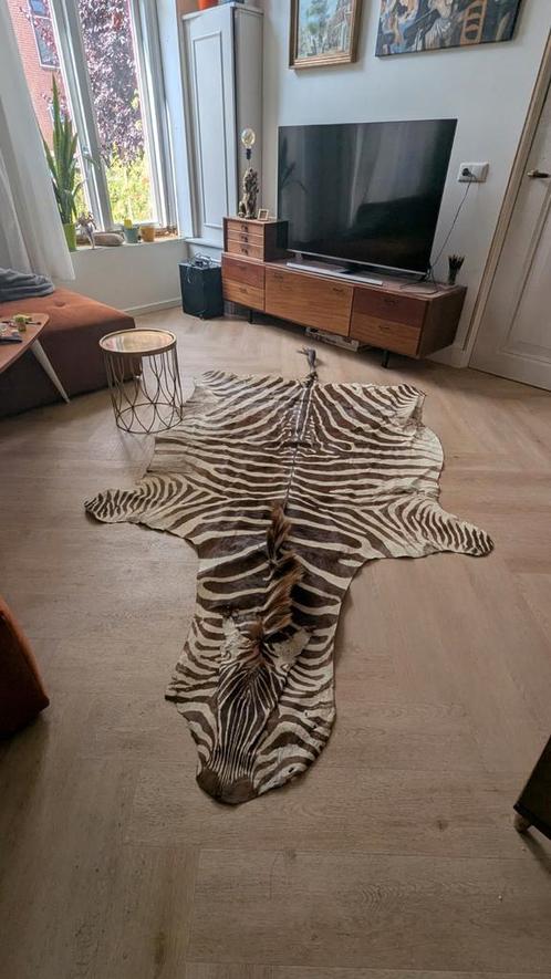 Zebrahuid vloerkleed Burchell zebra 260 x 150 cm, Huis en Inrichting, Stoffering | Tapijten en Kleden, Gebruikt, 200 cm of meer