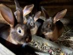 Raszuivere Tan konijnen te koop, Dieren en Toebehoren, Konijnen, Meerdere dieren, Klein, 0 tot 2 jaar