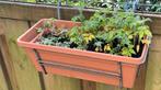 Tomatenplantjes, Ophalen, Volle zon, Groenteplanten, Eenjarig