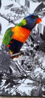 Kleurrijke Lorikeet foto door David Law (Parijs)., Ophalen, Minder dan 50 cm, ., Zo goed als nieuw