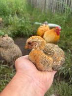 Jonge Wyandotte kriel haantjes, Dieren en Toebehoren, Pluimvee, Mannelijk, Kip