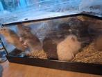 Te koop jonge goudhamsters, Dieren en Toebehoren, Oktober, Meerdere dieren
