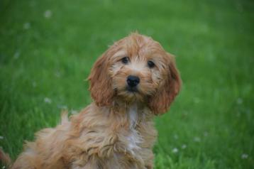 Cockapoo pups direct beschikbaar beschikbaar voor biedingen