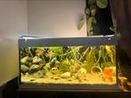 Aquarium 350liters met vis, de hele set, Dieren en Toebehoren, Ophalen of Verzenden, Zo goed als nieuw