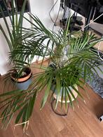 Groen plant -achtig iets.... (Goud palm?), Huis en Inrichting, Kamerplanten, Minder dan 100 cm, Halfschaduw, Ophalen, Groene kamerplant