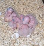 Jonge Pyrrhura's molinae split voor lutino, Geslacht onbekend, Parkiet, Geringd