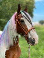 Verzorgster gezocht voor chille tinker merrie, Dieren en Toebehoren, Paarden en Pony's | Overige Paardenspullen, Ophalen, Recreatie