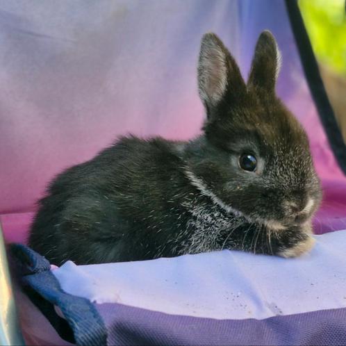 Kleurdwerg  rammetje, Dieren en Toebehoren, Konijnen, Dwerg, Mannelijk