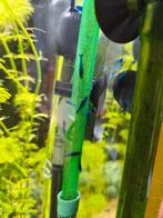 Mooie blauwe garnalen, Dieren en Toebehoren, Vissen | Aquariumvissen, Kreeft, Krab of Garnaal, Zoetwatervis, Schoolvis