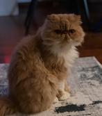 kat ter adoptie, Dieren en Toebehoren, Kater, Met stamboom